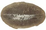 Fossil Fern (Pecopteris) Nodule Pos/Neg - Mazon Creek #184641-1